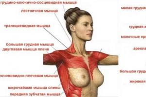 Как быстро накачать грудные мышцы Качаем грудные дома